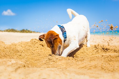 Hund gräver i sand