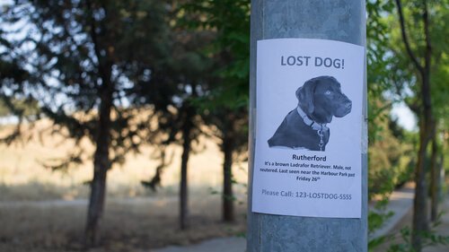 Affisch om försvunnen hund