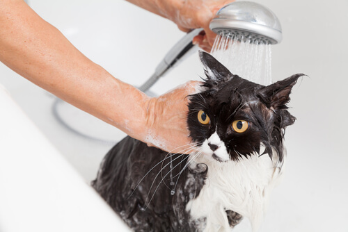 Duschande katt