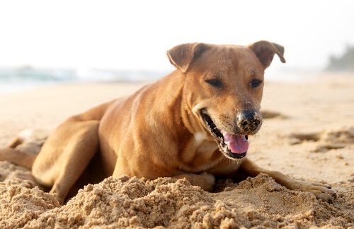 Foton av en hund som begraver sin hundkompis
