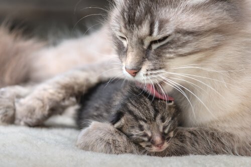 Katt som slickar sin unge.