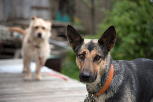 Två hundar som står på brygga.