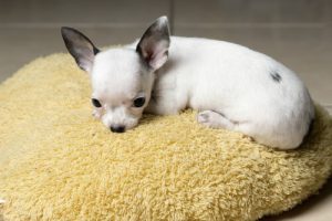 Chihuahua på kudde