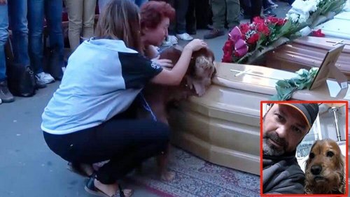 Lojalitet efter döden: en hund vägrar att lämna sin husses kista