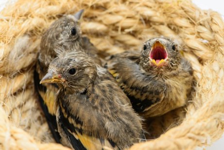 Hungriga fågelungar