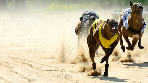 Greyhound som springer.