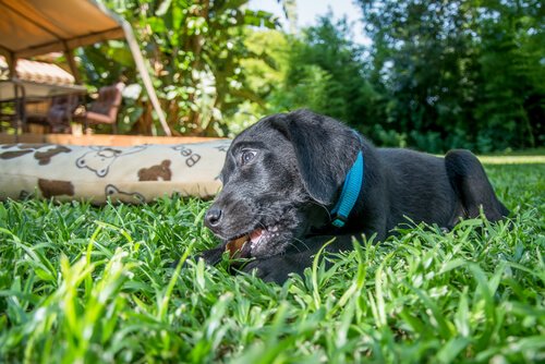 Riskerna med att ha husdjur i din trädgård