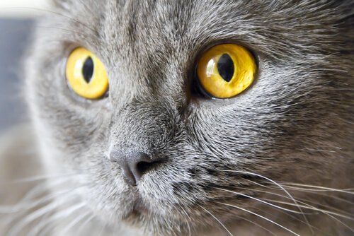 Katt med gula ögon.
