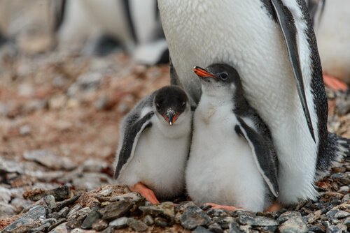 Adoptera en pingvin: ett intressant projekt