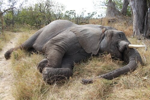 Massakern av 100 afrikanska elefanter i Botswana