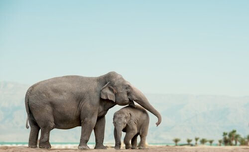 Elefant med unge
