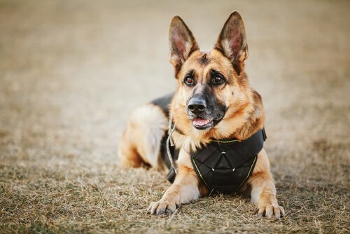 Namn till polishundar: vi ger dig inspiration