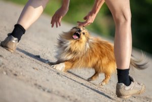 Om du attackeras av en hund, följ dessa 4 steg