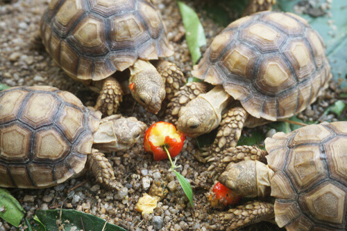 Afrikanska sköldpaddor som äter.