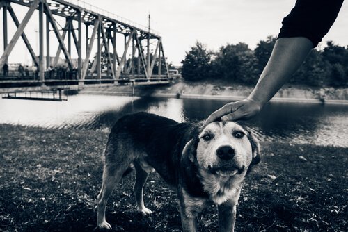 Tjernobyls hundar – de kvarlämnade djuren efter katastrofen