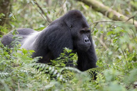Gorilla bland ormbunkar.