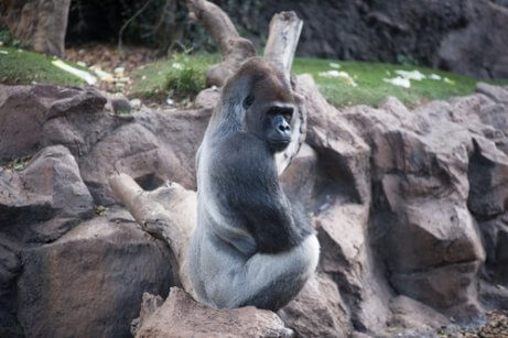 Gorilla som sitter på sten.