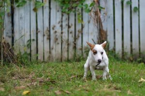 Upptäckt och behandling av giardiasis hos hundar