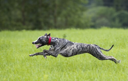 Hund som springer i gräset.