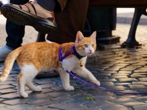 Att gå ut med katten: hur du tar med honom på promenad