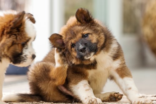 Anledningar till kliande öron hos hundar