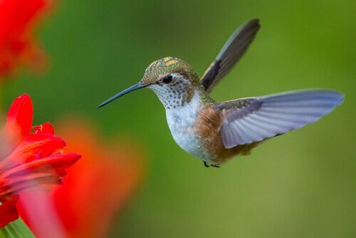 Den vackra och intressanta kolibrins fascinerande liv