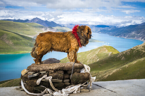 Tibetansk mastiff vid flod.