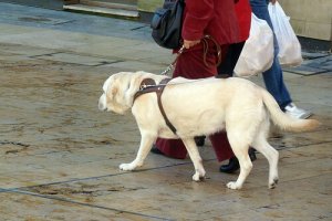 Gör promenaderna lättare med hundsele