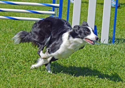Border collien är en av de snabbaste hundarna i världen.
