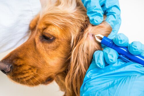 Borrelia hos husdjur: diagnos och förebyggande