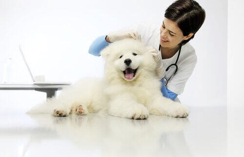 Glad hund med veterinär