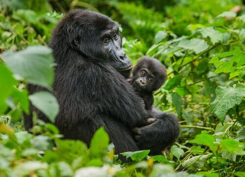 Gorilla med unge