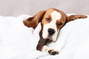 Hjärtmask hos hundar: orsaker och behandling