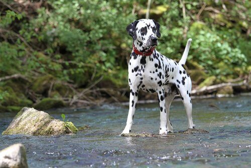 Dalmatiner: en populär och välkänd hundras