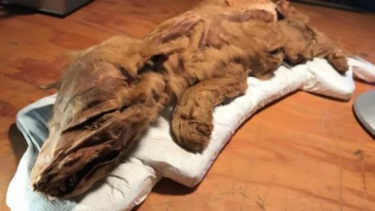 En mumifierad vargvalp har upptäckts i Kanada