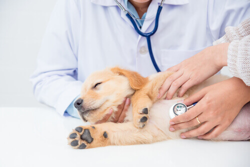 Hur är en veterinärundersökning för ditt djur?