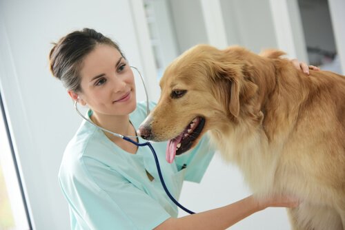 Vidgad matstrupe hos hundar: symptom & behandling