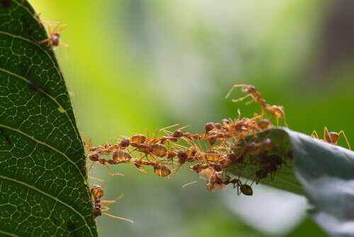 Myror bygger en bro