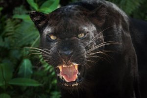 Svarta pantrar: intressanta fakta om det här djuret
