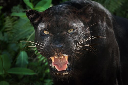 Svarta pantrar: intressanta fakta om det här djuret
