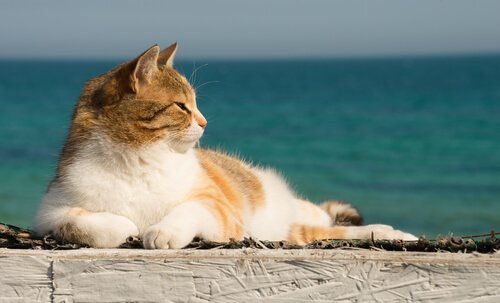 Hur kan du svalka din katt i sommarvärmen?