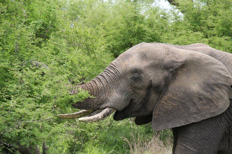 Elefant som äter från ett träd.
