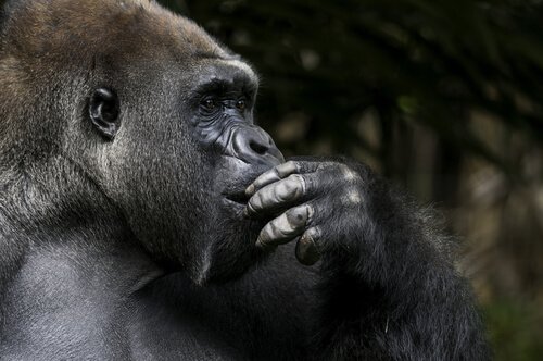 Gorillan Koko tänker.