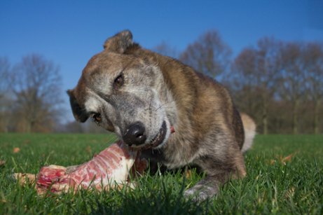 Hund som ligger i gräset med en köttbit.
