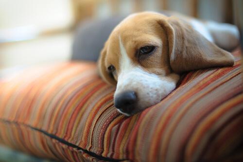 Hund som ligger i soffan.