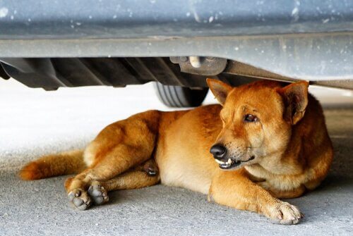 Hund som ligger under en bil.