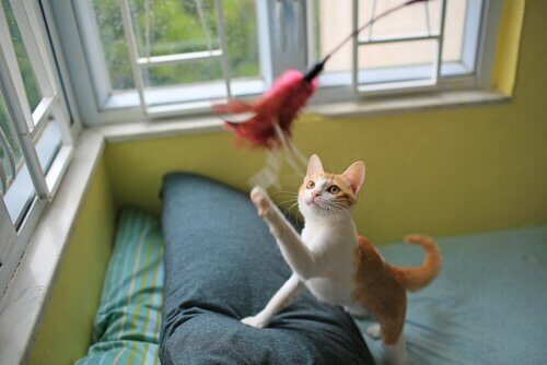 Katt som försöker fånga en leksak.