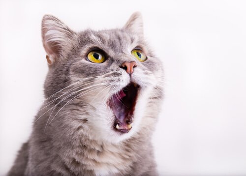 Katter som tappar rösten: vad är orsaken till detta?