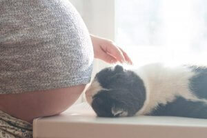 Myter om graviditet och katter utan grund
