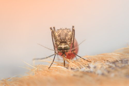 zikaviruset hos mygga